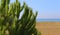 Green maritime pine on the beach