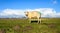 Green marked sheep curiously looking on the top of a