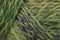 Green marl yarn