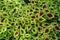 Green and Maroon Coleus Leaves