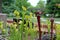 Green and Maroon Pitcher Plants in an Outdoor Garden