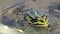 Green marsh frog on pond, European wildlife