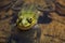 The green marsh frog smiles