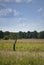 Green marshy meadow with lonely destroyed tree stump.