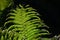 Green mature frond, large divided leaf of a fern plant, latin name Polypodiopsida, in beautiful afternoon sunshine.