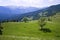 Green meadow alpine field of Carpathian mountains