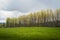 Green Meadow, Aspen Trees and Cloudy Sky