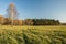 Green meadow and autumn forest. Polish golden autumn