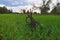 Green meadow and a black snag in the middle