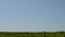 Green meadow and blue sky going to the horizon