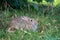 On green meadow a brown rabbit lies and looks into the camera and puts on the ears