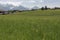 Green meadow with buttercup and dandelion flowers with Alps in b