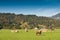 Green meadow with cattles in the Allgau