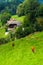 Green meadow with cows grazed ongrass