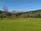 Green meadow with cows and the mountains of the Sierra of Gredos in the background, on a spring day