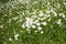 Green meadow with daisies. Sunny summer day. Field of chamomiles