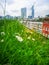 A green meadow with daisies in a warm spring day on the top of Brick Lane in London