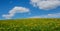 Green meadow with dandelions and sky with clouds