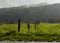 Green meadow fence, forests after the storm