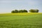 Green meadow, field and group of trees