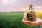 Green meadow field of young wheat and euro money bag. World food security crisis, high prices. World hunger. Grains cereals