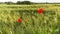 Green meadow, fields with red poppy flower, agricultural concept, growing crop, environmentally friendly plants, weeds