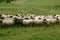 Green meadow with flock of sheep and goats