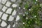 Green Meadow with Flowers and Cobblestones