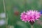 Green meadow with  flowers and cornflowers on summer field