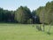 Green meadow on forest edge