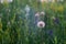 A green meadow in full bloom in the summer twilight with a white fluffy dandelion in the foreground