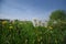 Green meadow full of dandelions flower not for allergy sufferers