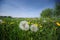 Green meadow full of dandelions flower not for allergy sufferers