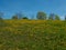 Green meadow full of yellow thistles, spring flowers. Blue sky and sunny day.