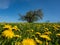 Green meadow full of yellow thistles, spring flowers. Blue sky and sunny day. Suwalski landscape park, Podlaskie, Poland