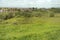 Green meadow with gently grazing cows.