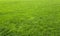 Green meadow grass