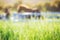 Green meadow and Grasses with morning dew at foreground and horses in stable as background with gold sunlight