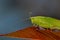 Green meadow grasshopper