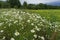 Green meadow with lots of daisies in summer