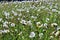 Green meadow with lots of dandelion blowballs