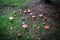on a green meadow are many bright red toadstools