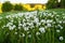 Green meadow with many fluffy dandelion head.