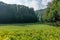 Green meadow and marsh overgrown with sedge surrounded by forest and sky with clouds