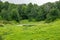 Green meadow and marsh overgrown with sedge surrounded by forest and sky with clouds