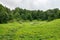 Green meadow and marsh overgrown with sedge surrounded by forest and sky with clouds