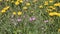 Green meadow with pink flowers of stork`s-bill Erodium cicutarium and yellow dandelions Taraxacum officinale plant