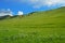 Green meadow with poppy flowers