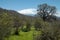 Green meadow and prickly shrub under Etna Mount from Nebrodi Park, Sicily