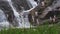 Green meadow with purple flowers on background of waterfall